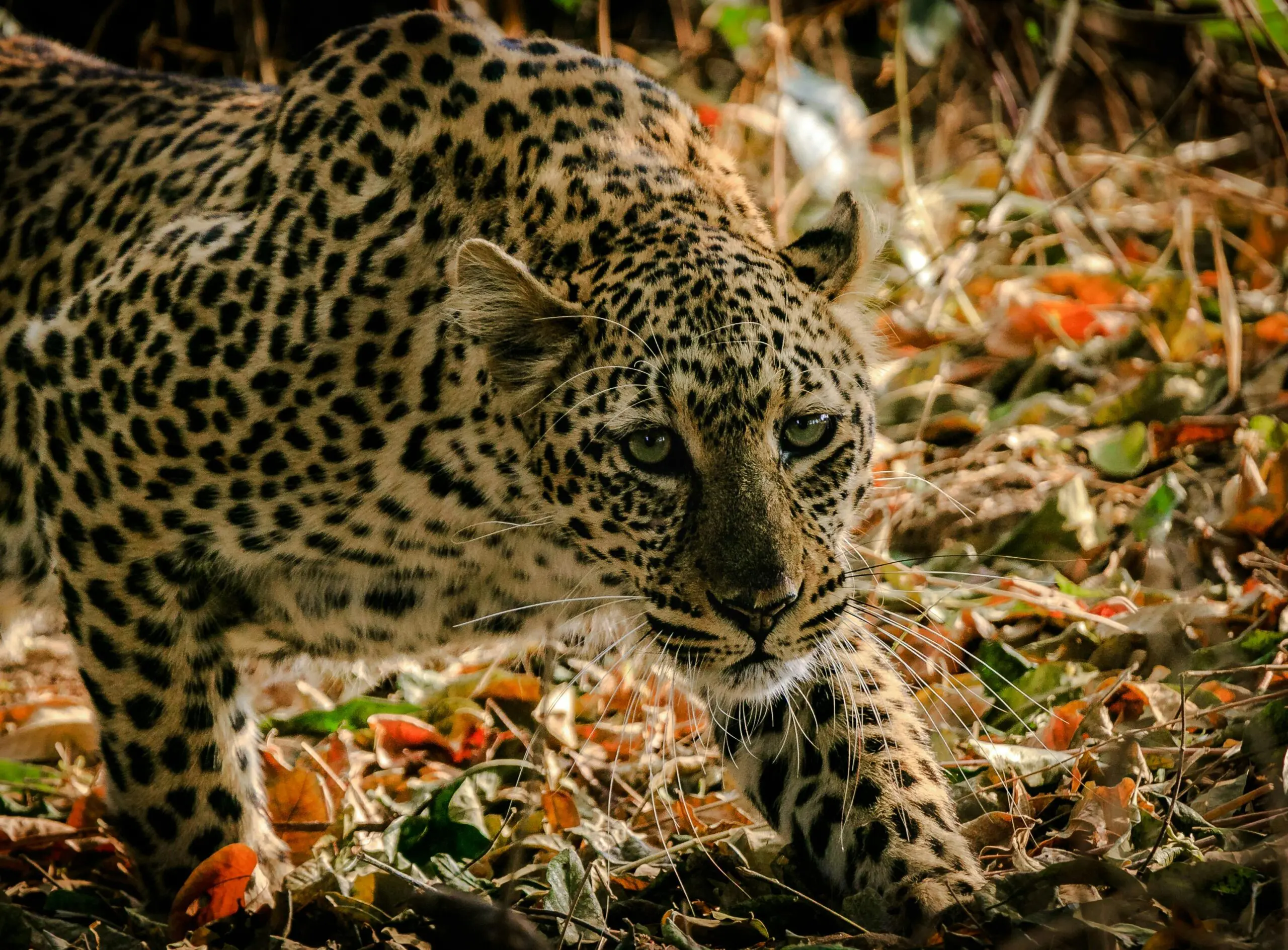 Desitnations 46 Zambia