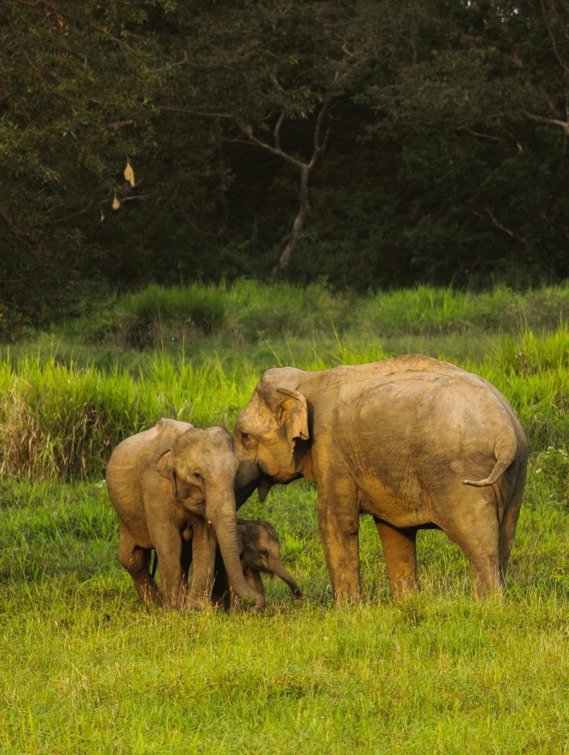 Sri Lanka